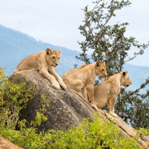 a group of lions on a rock