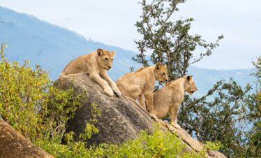 a group of lions on a rock