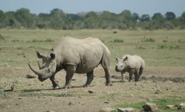 cindy-stolk-ol-pejeta