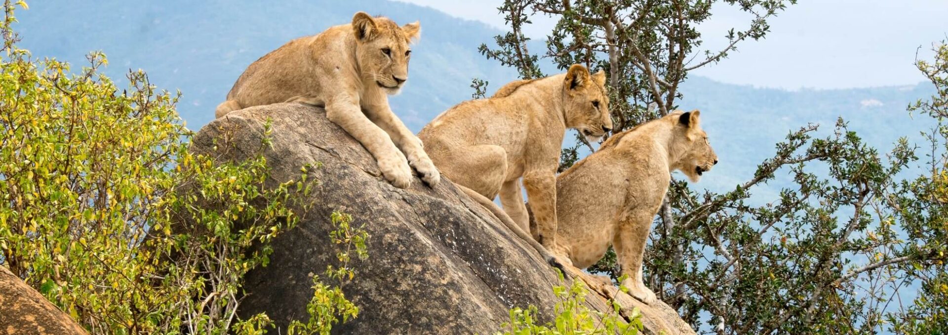a group of lions on a rock