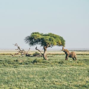 elephant in the amboseli savannah
