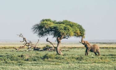 elephant in the amboseli savannah