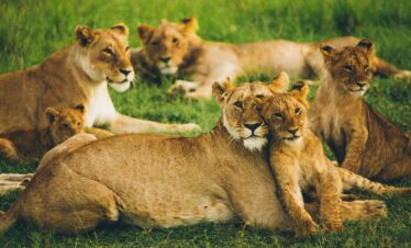 lions at the Maasai Mara