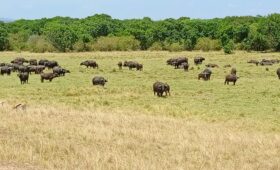 Buffaloes grazing in a grassy field