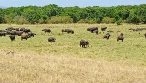 Buffaloes grazing in a grassy field