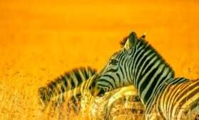Two zebras resting in golden grass.