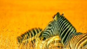Two zebras resting in golden grass.
