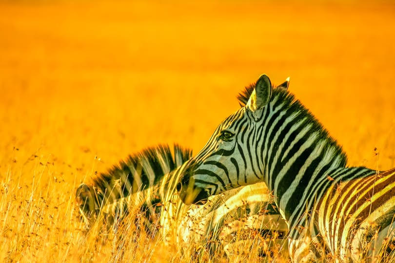 Two zebras resting in golden grass.