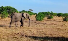 Elephant walking in grassy landscape.