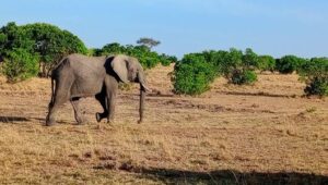 Elephant walking in grassy landscape.
