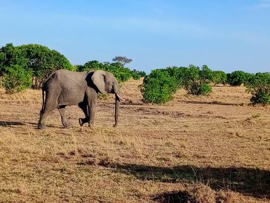 Elephant walking in grassy landscape.